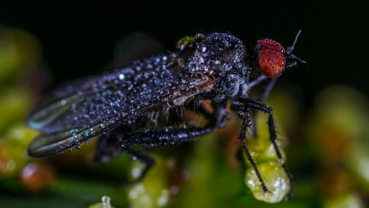 Close-up macro shot of a dew-covered fly perched on vibrant green plant. Perfect for nature and biology concepts.