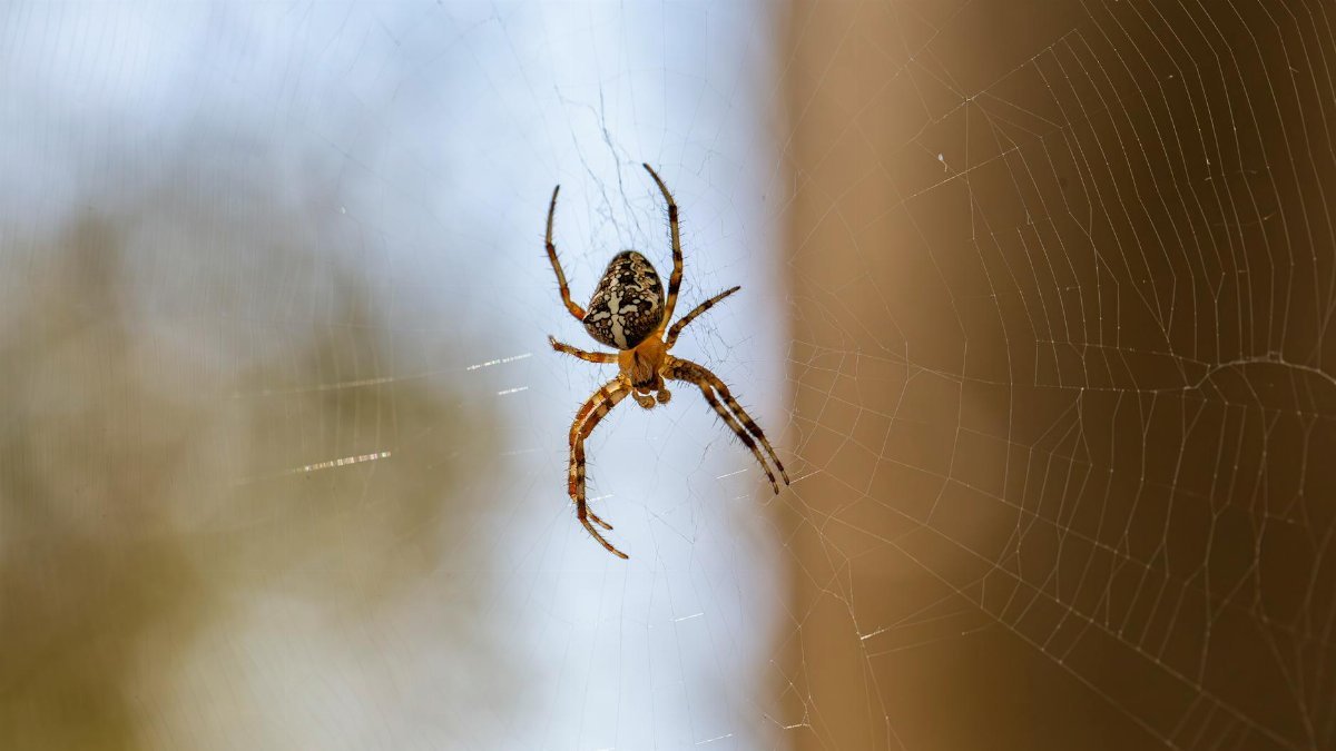 Detailed macro shot of a spider resting in its intricate web outdoors.