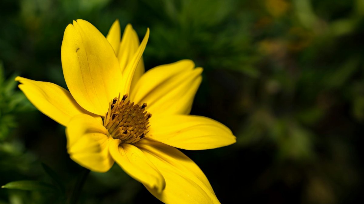 Close-up of a bright yellow flower in full bloom, captured in a summer garden setting.