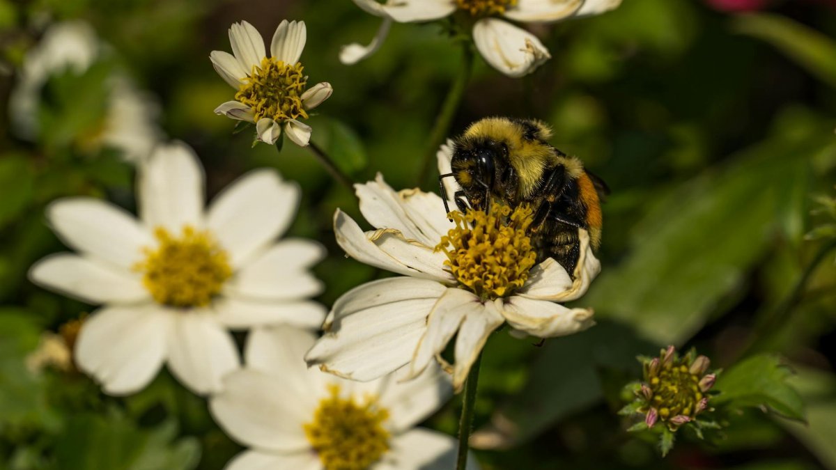 Macro shot of a bumblebee on a white flower surrounded by lush greenery, captured in summer.