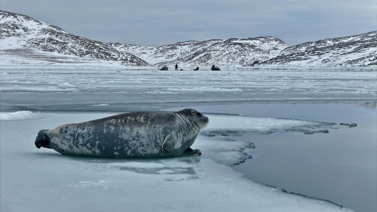 A solitary seal lies on ice in a serene Arctic scene, surrounded by snowy mountains.