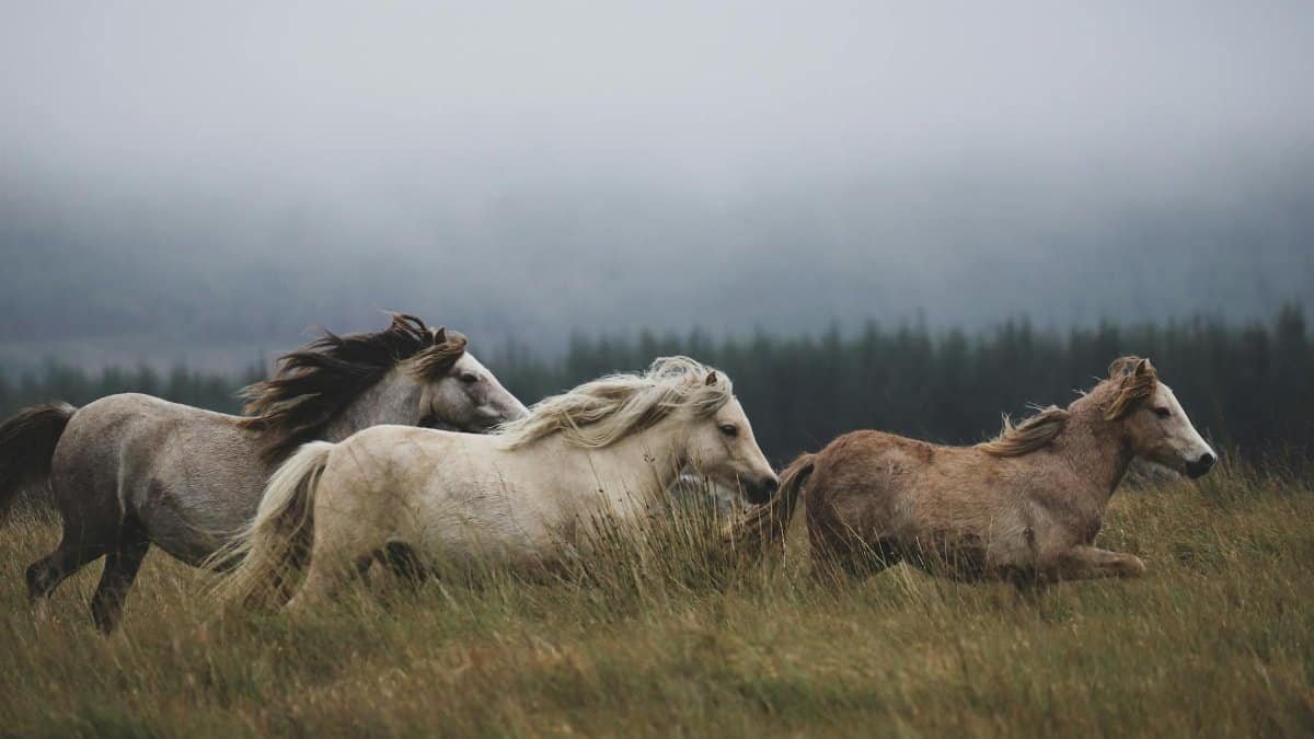A group of wild horses gallop through a misty field, surrounded by fog and lush greenery.