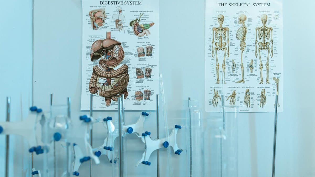 Colorful anatomy posters with laboratory apparatus showcasing human systems.