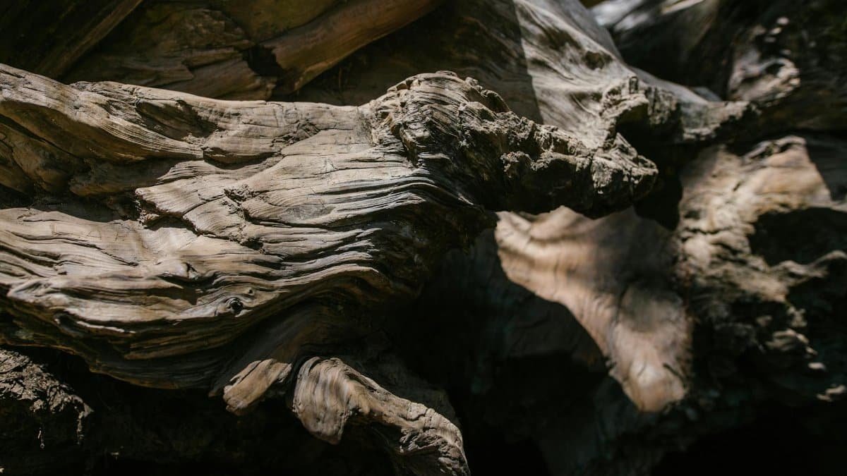Detailed close-up of weathered tree bark showcasing intricate textures and patterns in natural light.