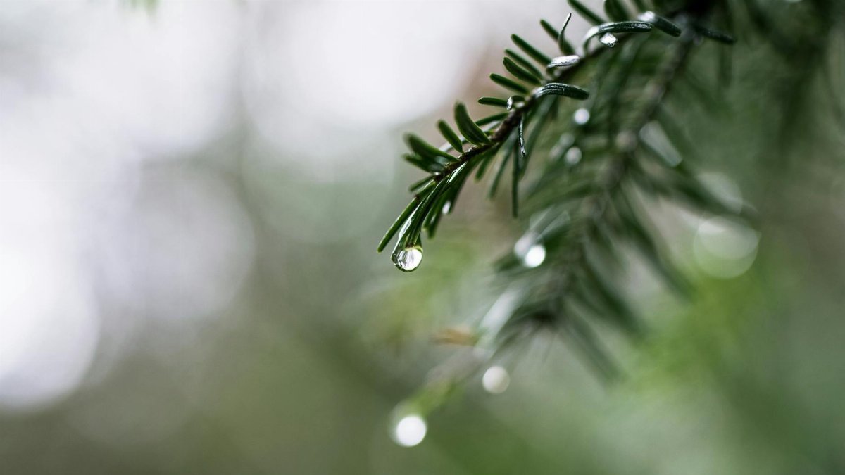 Close-up shot of raindrops on pine needles, capturing nature's delicate beauty.