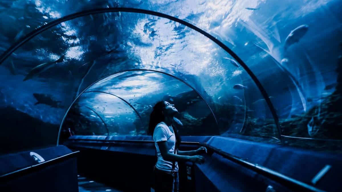 A woman observing marine life in an underwater tunnel, captivating aquarium experience.