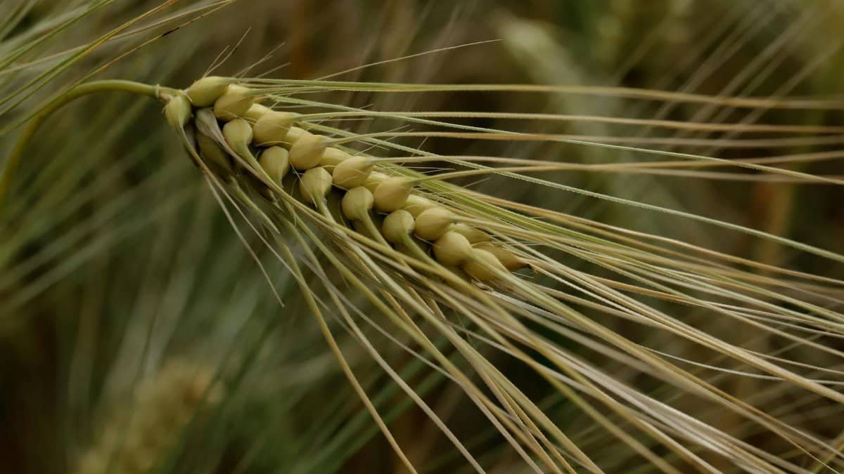 Detailed close-up of a barley spike in a field, showcasing the intricate grain pattern and texture.