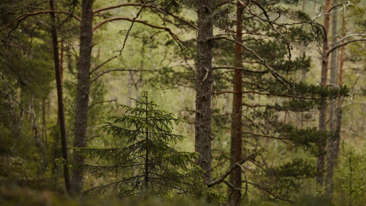 Free stock photo of conifer, coniferous, coniferous forest