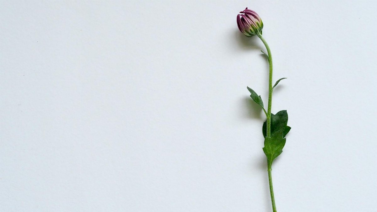 A minimalist close-up of a single flower bud with a white background, ideal for simple design concepts.