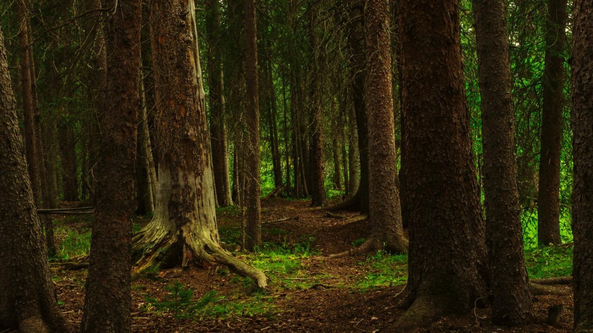 Explore a serene forest path surrounded by towering trees in Colorado.