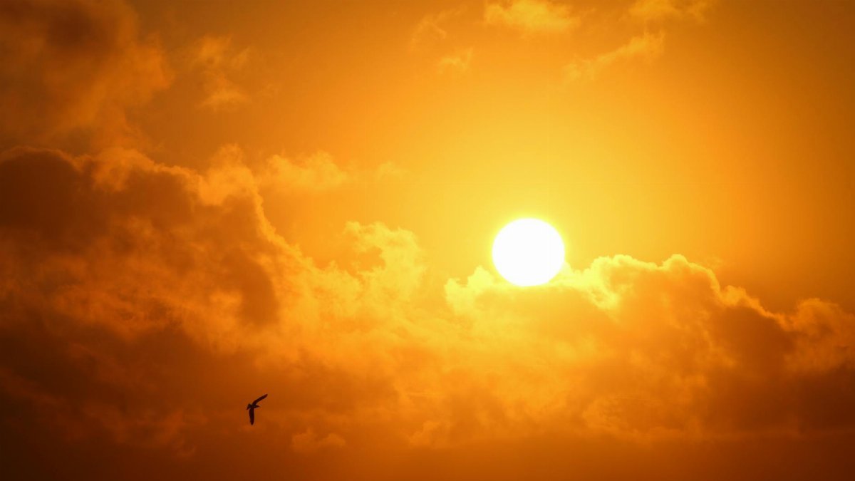 A serene sunset with a vibrant sky and a lone bird flying across. Perfect for nature lovers.