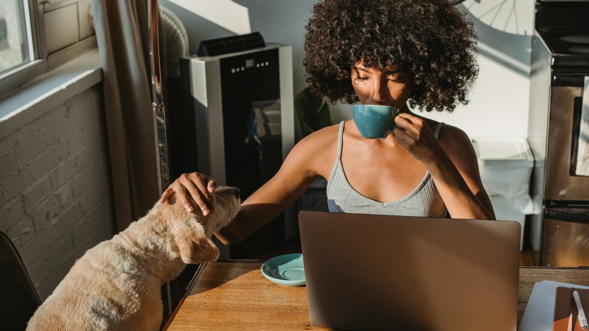 Concentrated young black woman working remotely on netbook while sitting in room at table and drinking coffee while petting dog