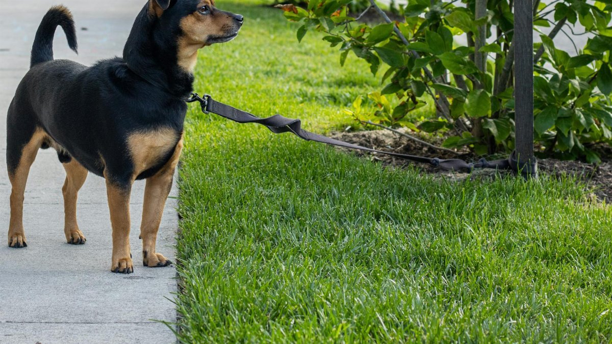 A small dog on a leash attentively stands on a grassy park pathway in Newport News, Virginia.