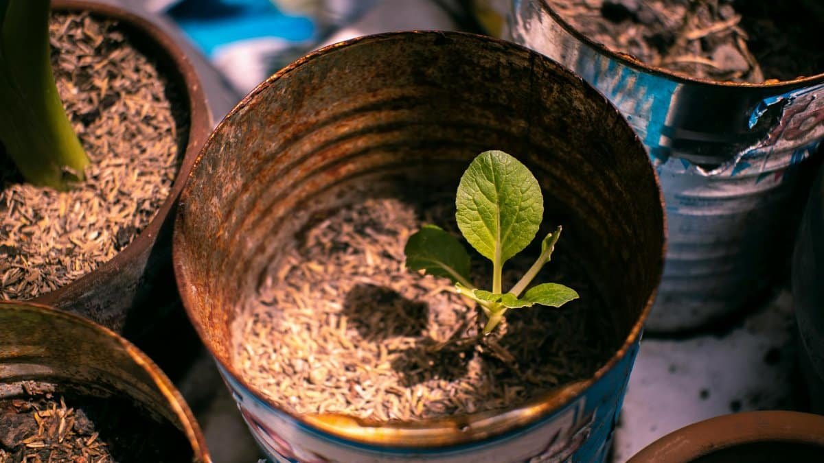 A young plant sprouts in a weathered metal can, symbolizing growth and sustainability.