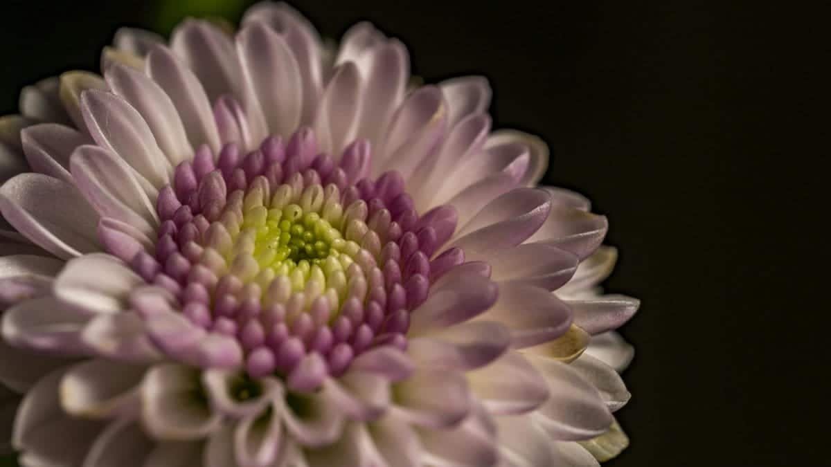 Detailed macro shot of a pink chrysanthemum showcasing its petals and intricate center.