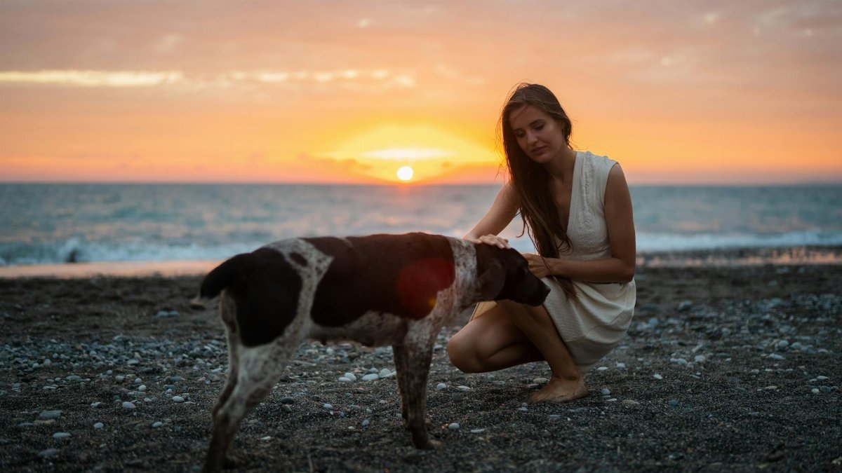 A serene moment with a woman petting a dog on a beach during a beautiful sunset.