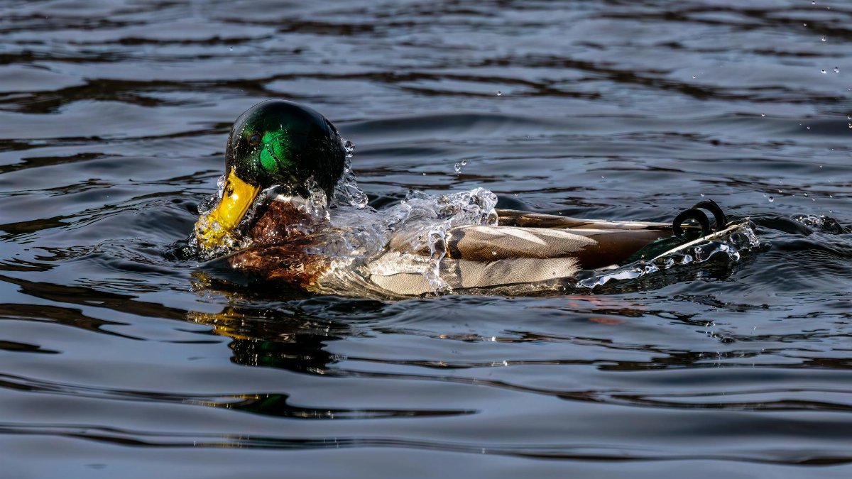 Beautiful male mallard duck with vibrant green head swimming in calm water, showcasing natural wildlife behavior.