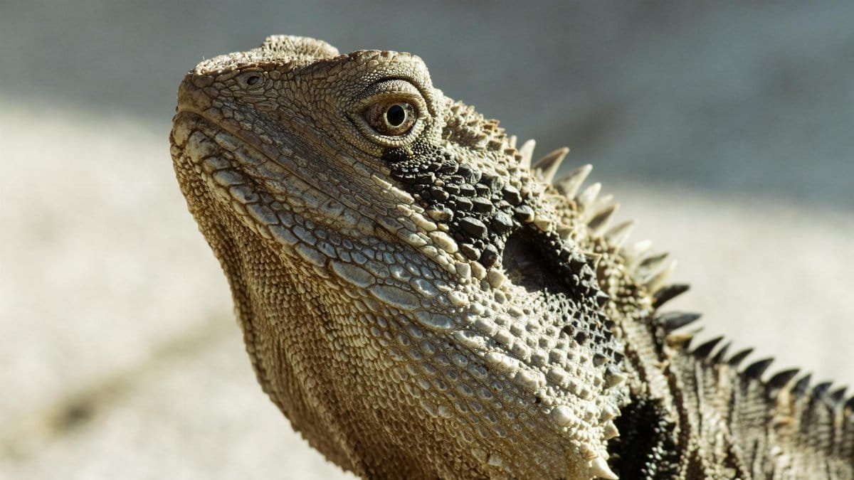Detailed close-up of an Australian water dragon basking in sunlight, showcasing its scales and textures.