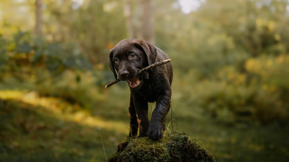 A cute Labrador puppy playing with a stick in a sunlit forest.