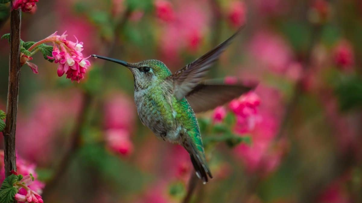 Vibrant hummingbird with pink flowers in Portland, Oregon captured mid-hover.