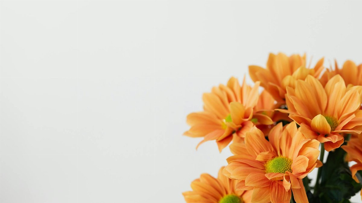 Still life of bouquet of transvaal daisy flowers placed in corner on white background