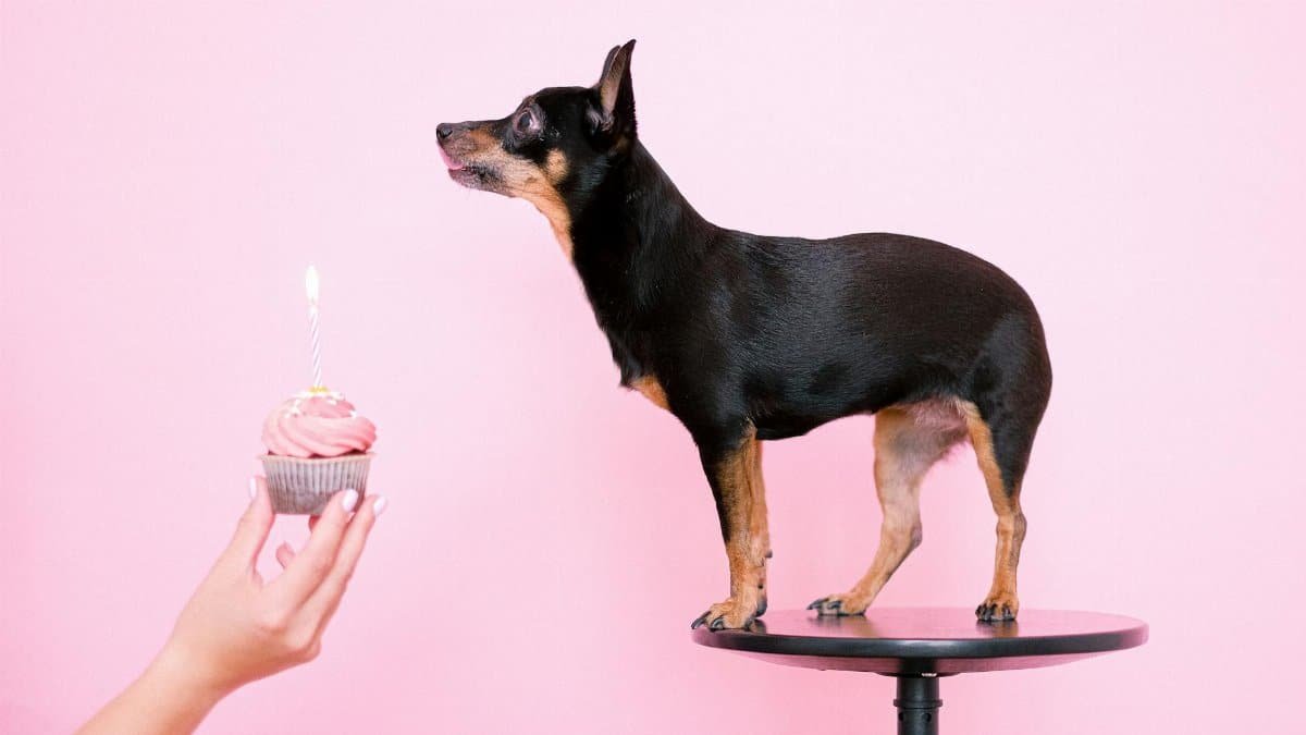 A cute Chihuahua and a pink birthday cupcake with candle on a pink background.
