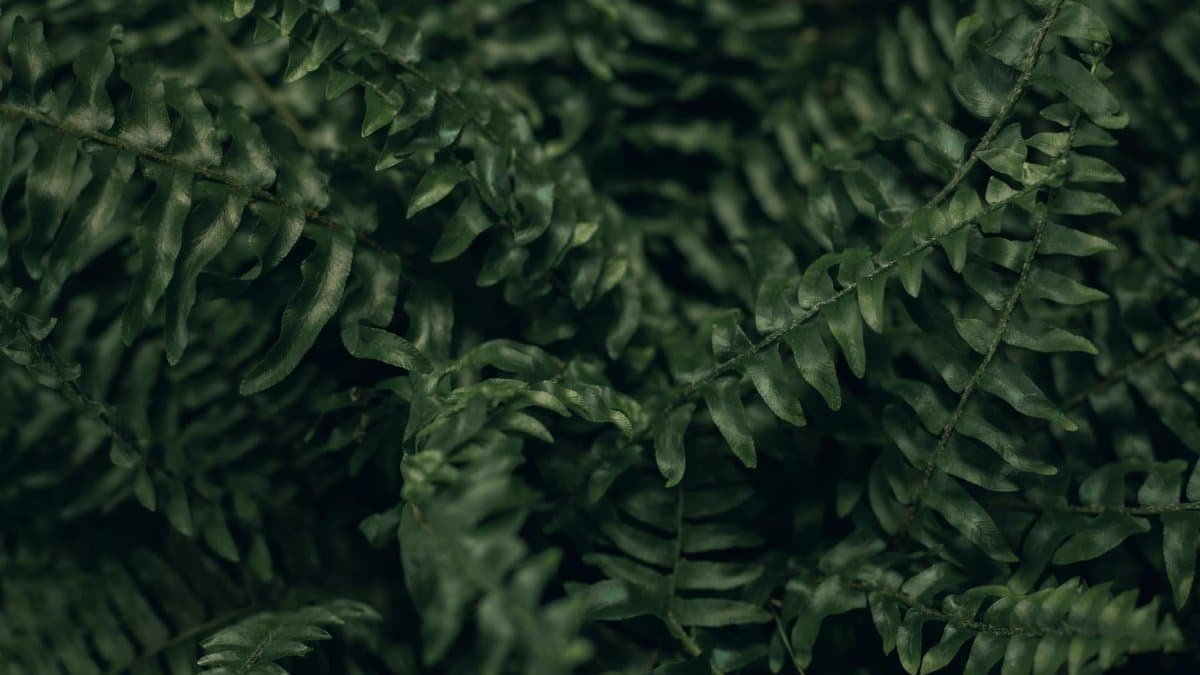 Detailed close-up of lush green fern leaves, showcasing natural textures and patterns.