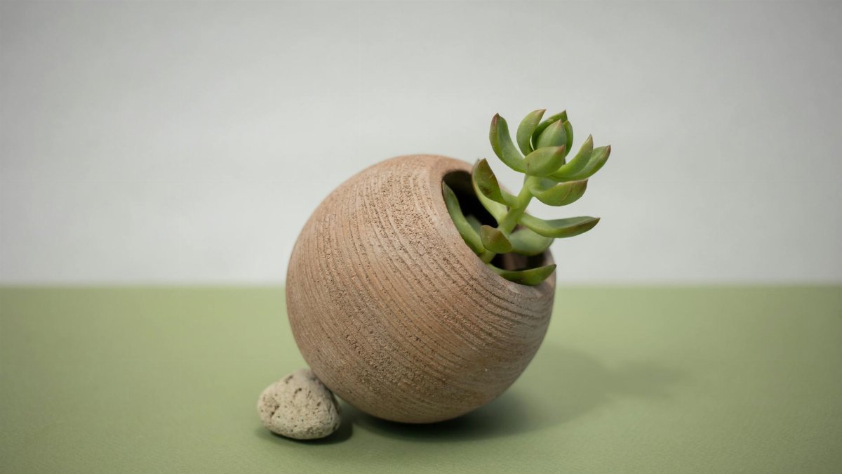 Aesthetic still life of a jade plant in a round clay pot on a green surface, evoking zen vibes.