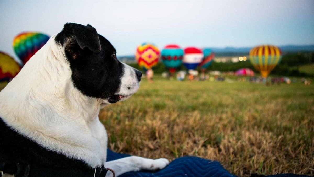 A dog lying on a blanket in a field during a vibrant hot air balloon festival, perfect for concept of leisure and travel.