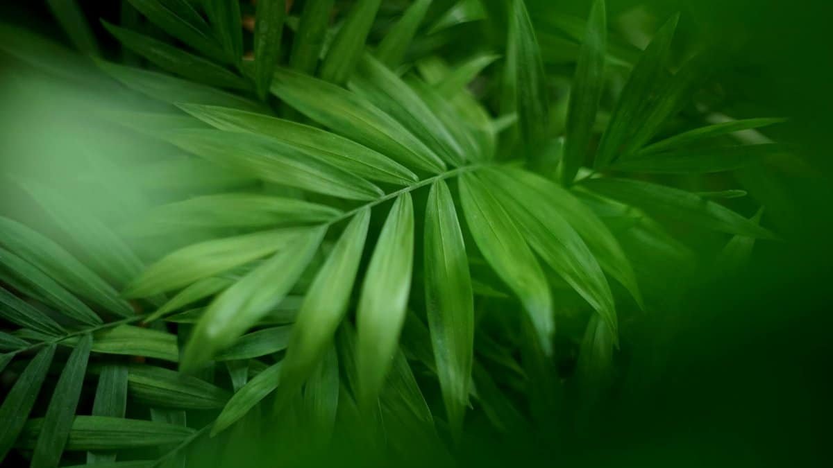 Vibrant parlor palm leaves in focus showcasing lush green foliage and natural beauty.