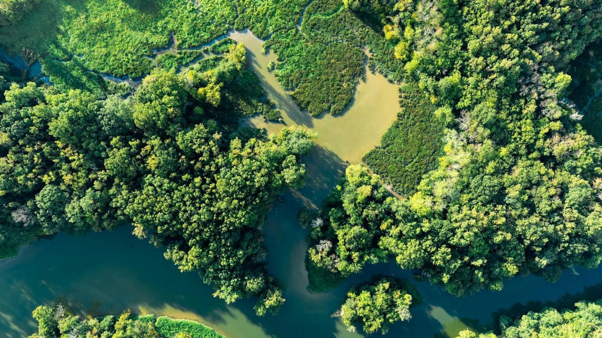 Stunning aerial view of a lush green forest surrounding a winding river in Chattanooga, Tennessee.