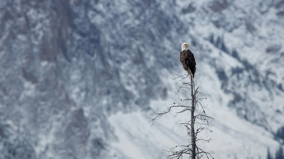 Majestic bald eagle perched on a tree against a snowy mountain backdrop in Stanley, Idaho.
