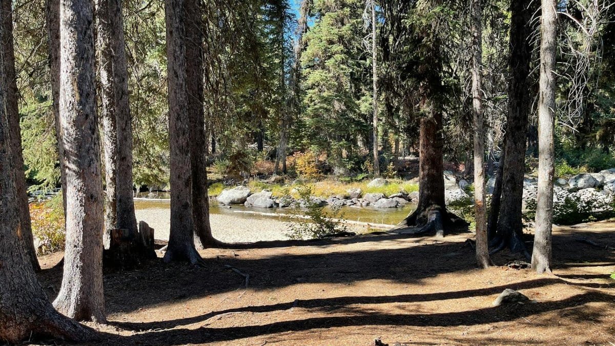 Tranquil forest scene with a creek and tall trees in McCall, Idaho.
