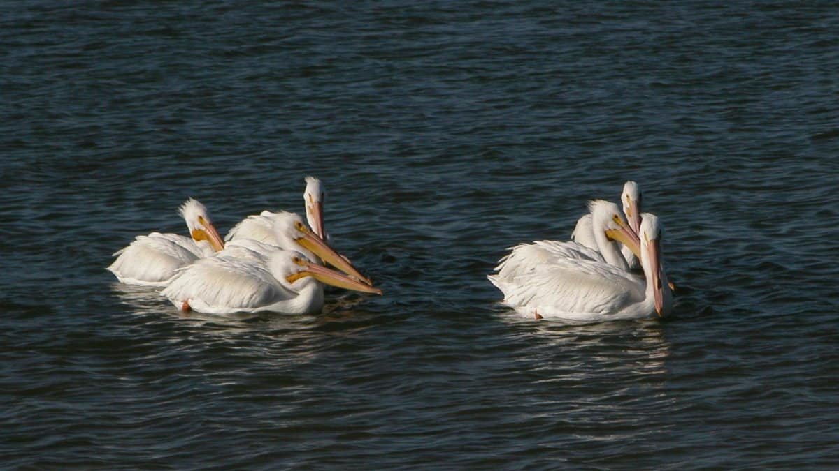 Group of American White Pelicans swimming in Fulton Bay, Texas at sunset.