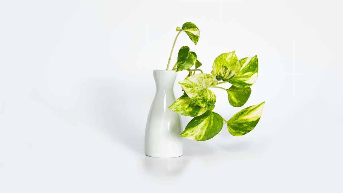 A vibrant Pothos plant in a sleek white vase, perfect for modern decor and design themes.