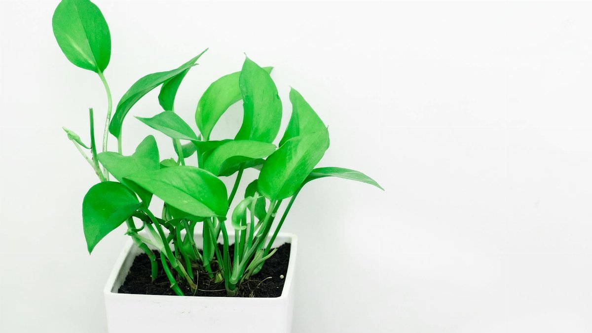 Bright green pothos plant in a white pot against a minimalist white background.