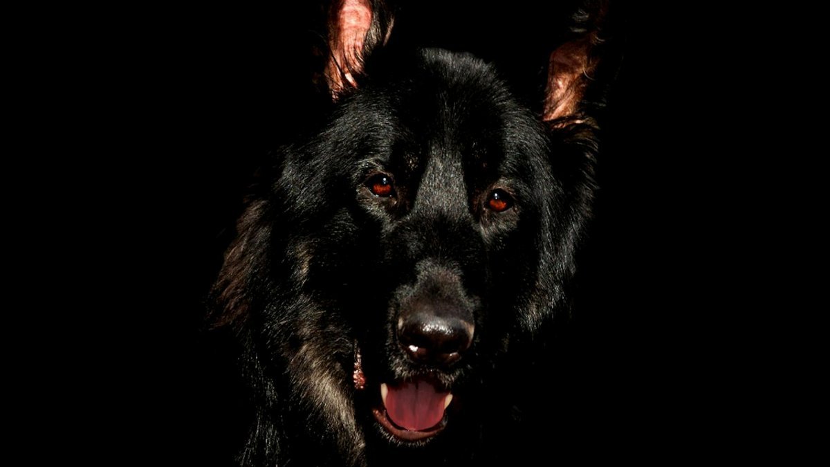 Close-up of a black German Shepherd dog against a dark background.