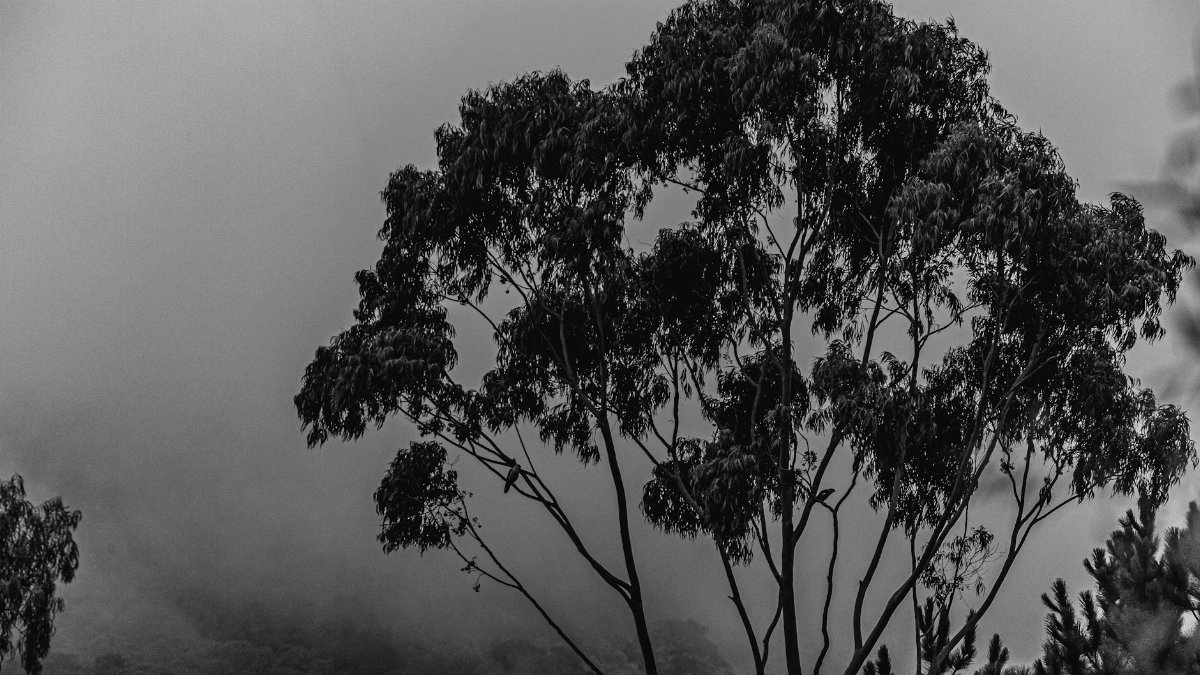 Black and white image of a forest with a misty atmosphere and eucalyptus tree.