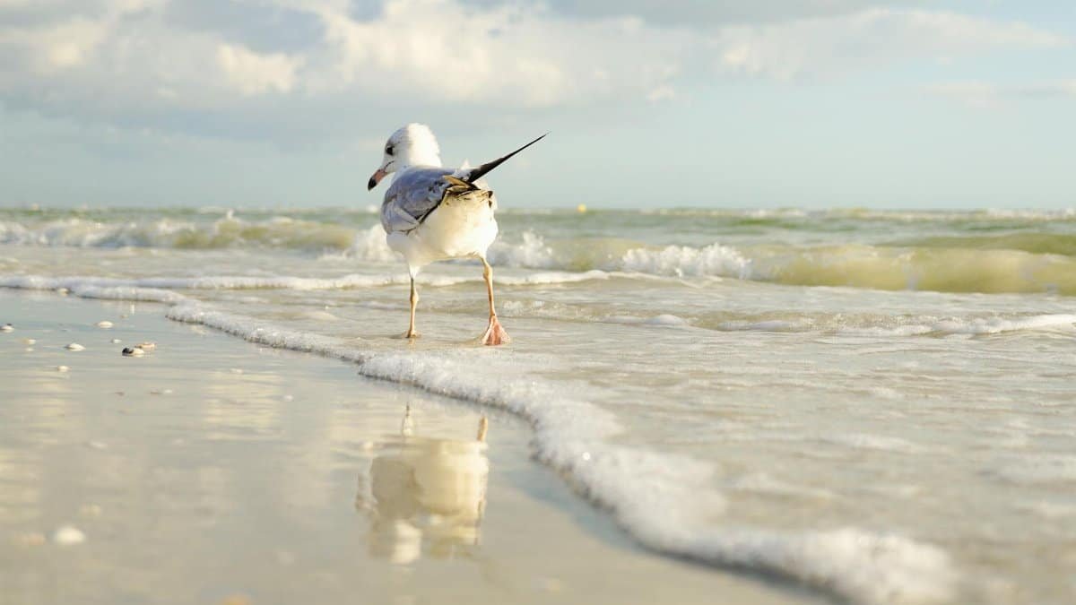 A serene image of a seagull walking along the tranquil Avon Park beach, with waves gently lapping at the shore.