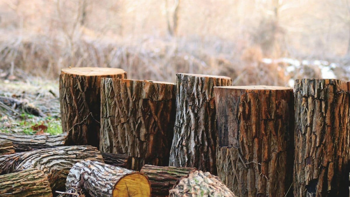 Chopped tree logs stacked in a serene outdoor woodland area, capturing the essence of autumn.