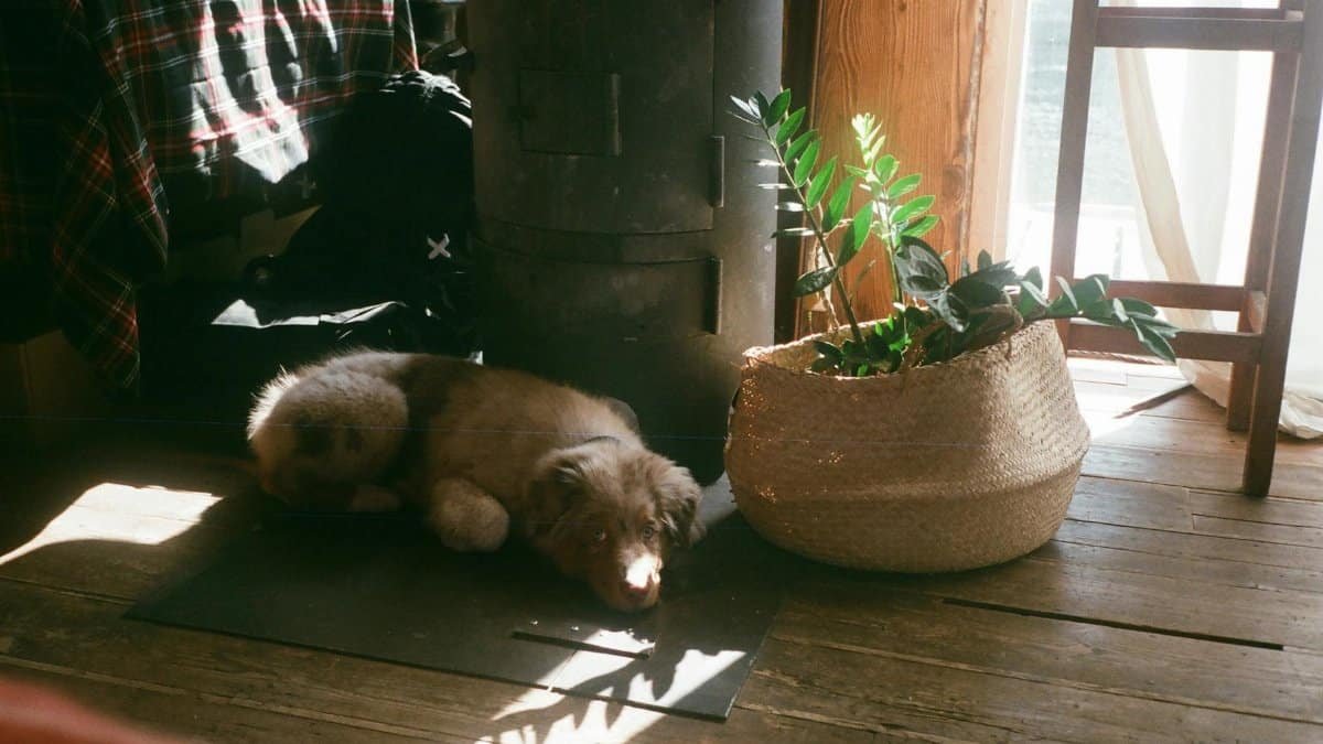 Australian Shepherd puppy resting indoors by a plant in a cozy home setting.