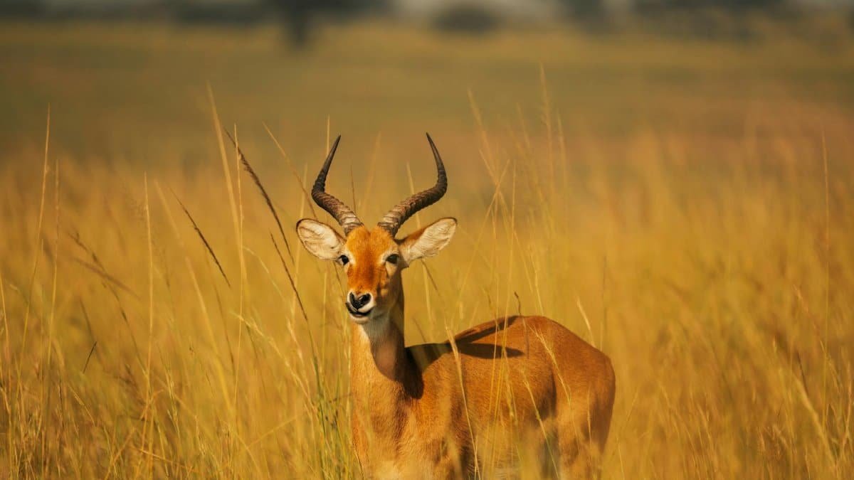 A lone antelope stands gracefully in the tall grass of the African savanna during the day.