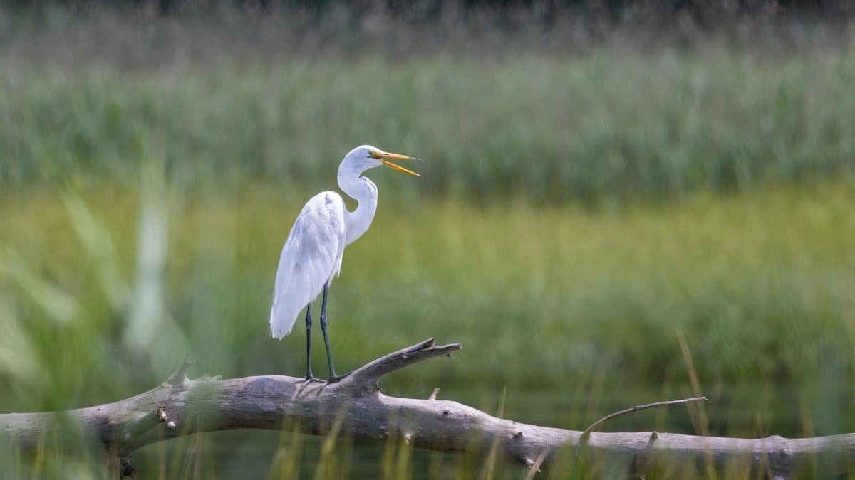 A graceful egret stands on a log, surrounded by lush wetlands in Ipswich, Massachusetts.