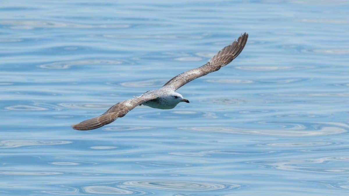 A solitary seagull glides gracefully over a calm, blue ocean. Captured in a serene moment of flight.