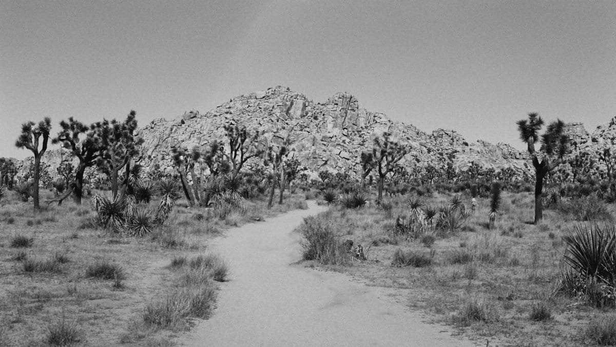 A serene desert trail at Joshua Tree National Park in California.