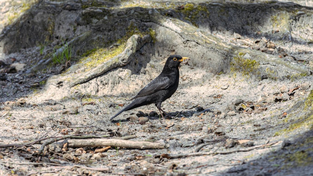 A blackbird stands on a woodland floor, captured in its natural habitat.