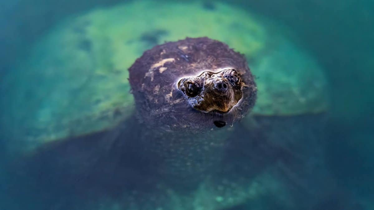 Underwater close-up of a snapping turtle peeking through, captured in Syracuse, NY.