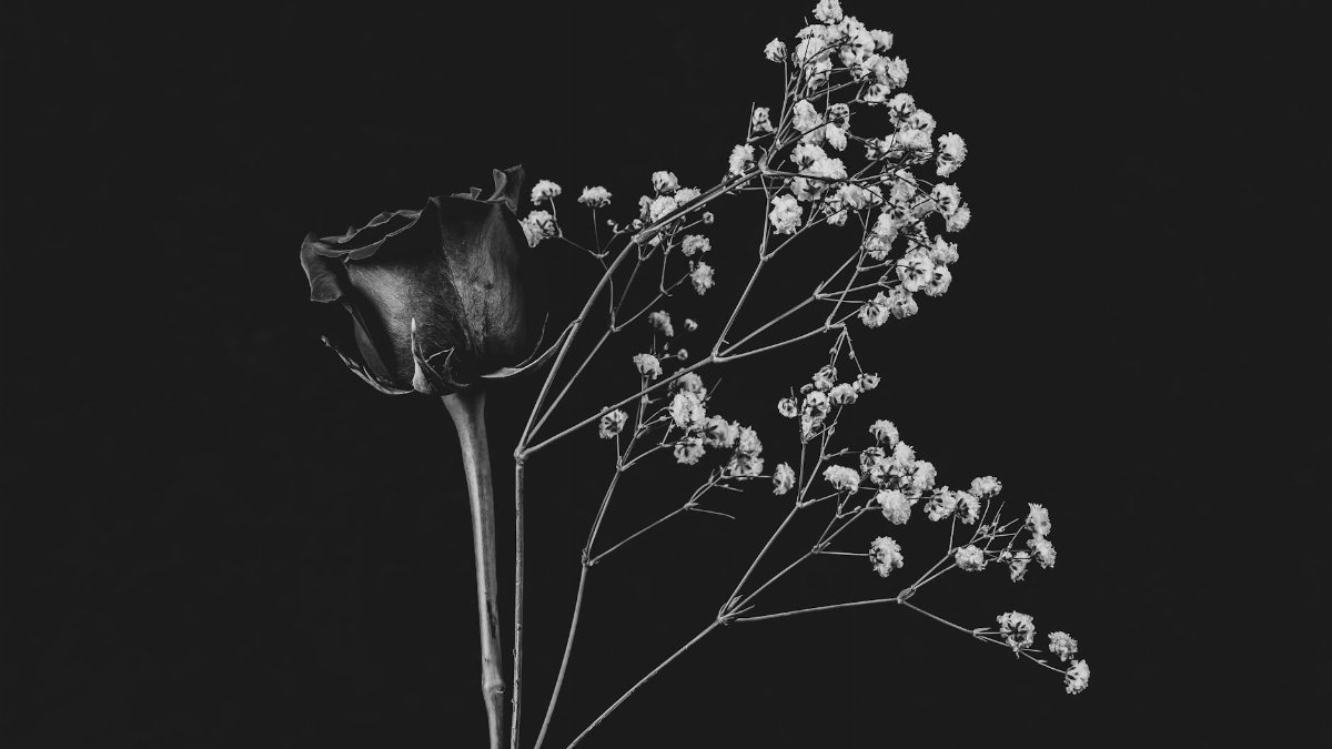 A timeless floral composition featuring a rose and baby's breath in a dramatic black and white setting.