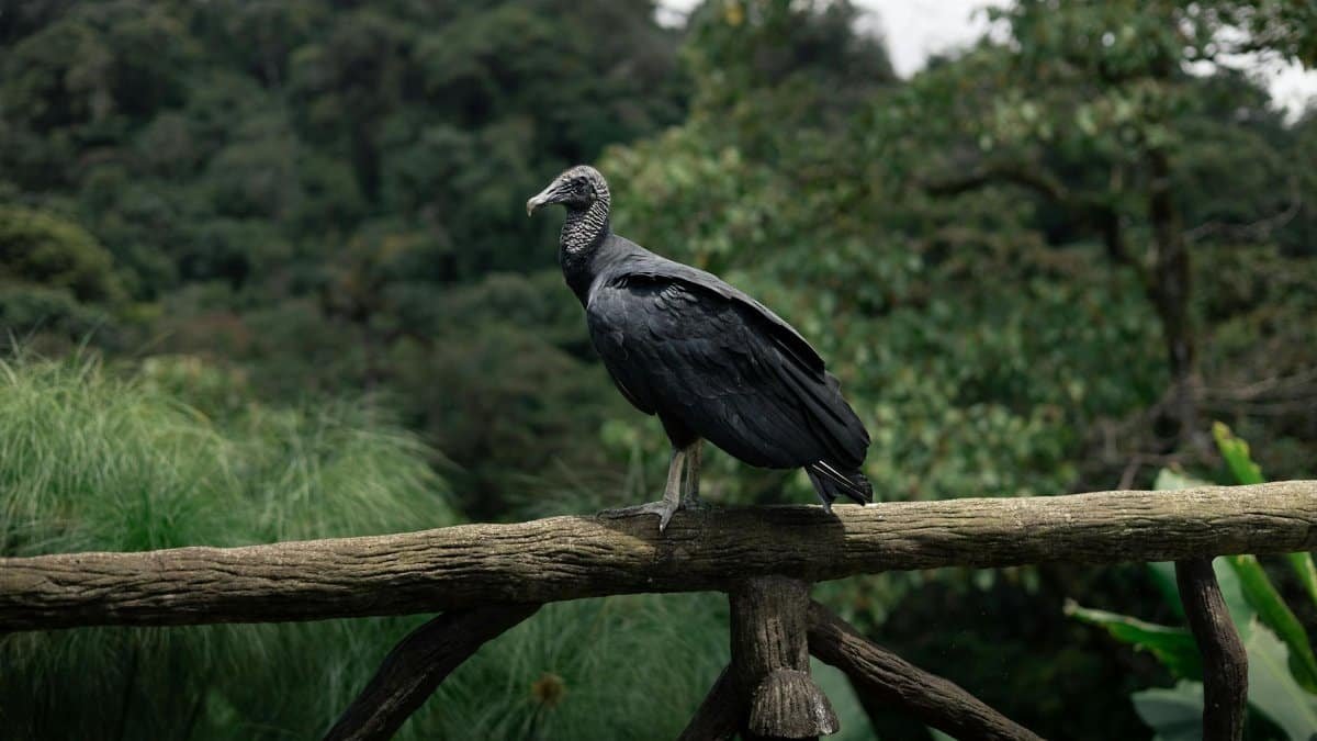 A black vulture stands on a wooden railing amidst lush rainforest greenery.