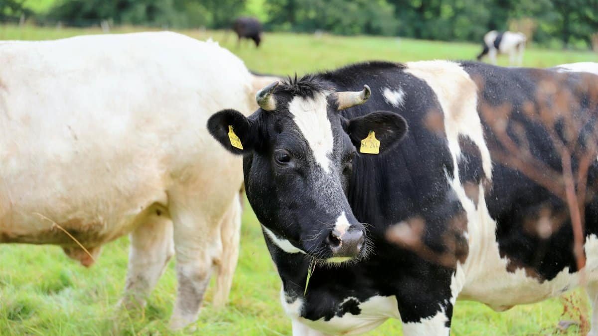 Close-up of dairy cows grazing on a lush green pasture on a sunny day.